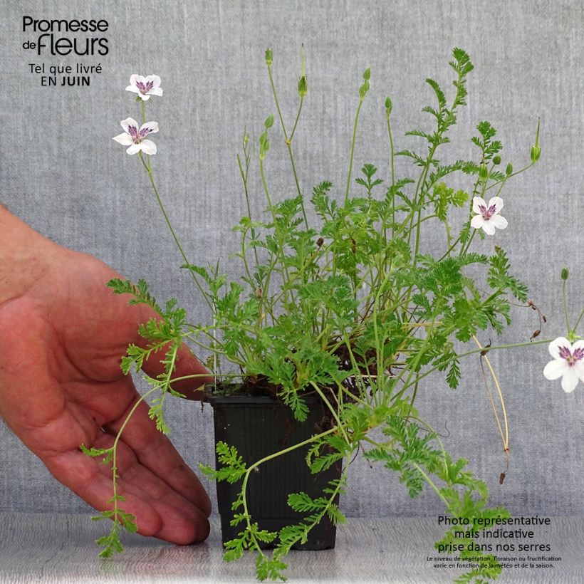 Erodium Stephanie - Storksbill 8/9 cm pot sample as delivered in summer