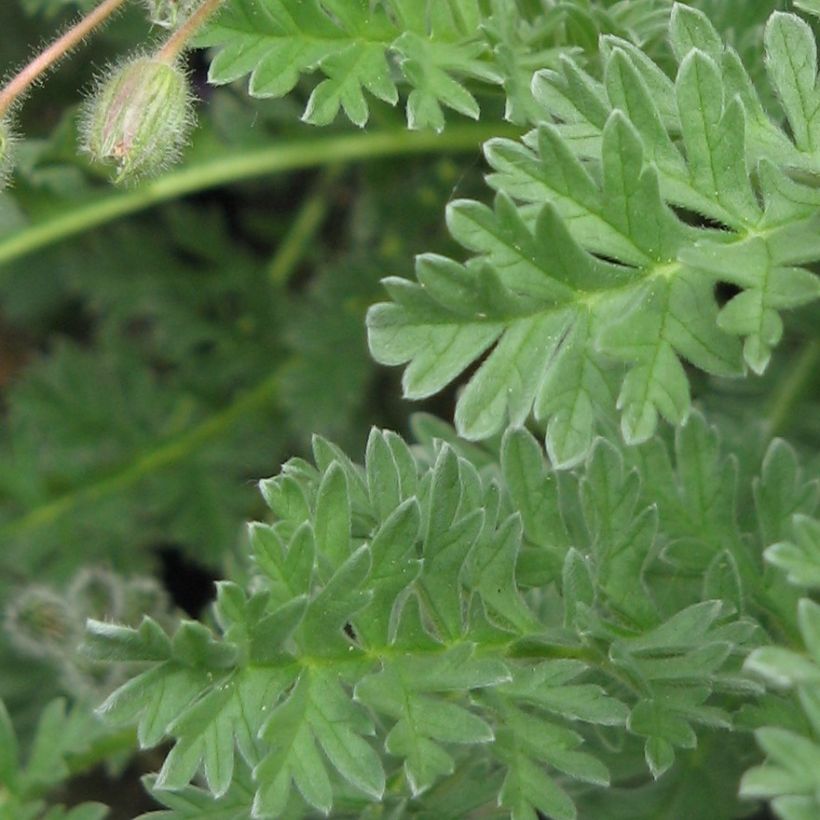 Erodium chrysanthum - Storksbill (Foliage)