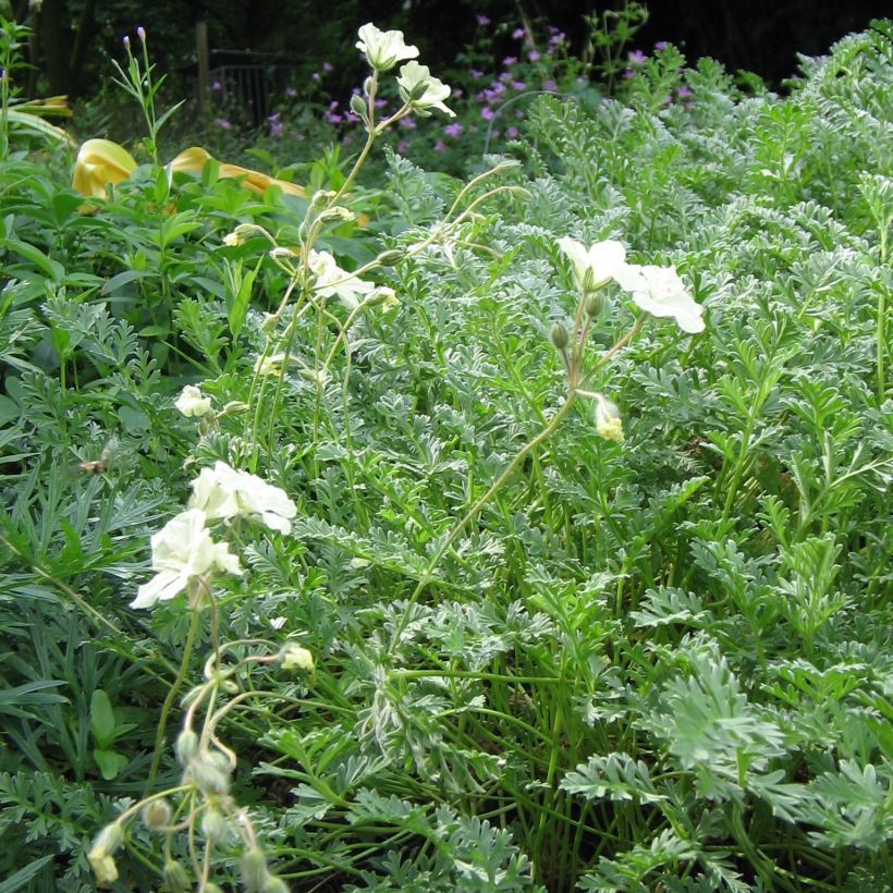 Erodium chrysanthum - Storksbill (Plant habit)