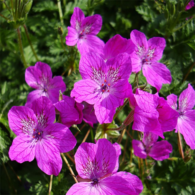 Erodium manescavii - Storksbill (Flowering)