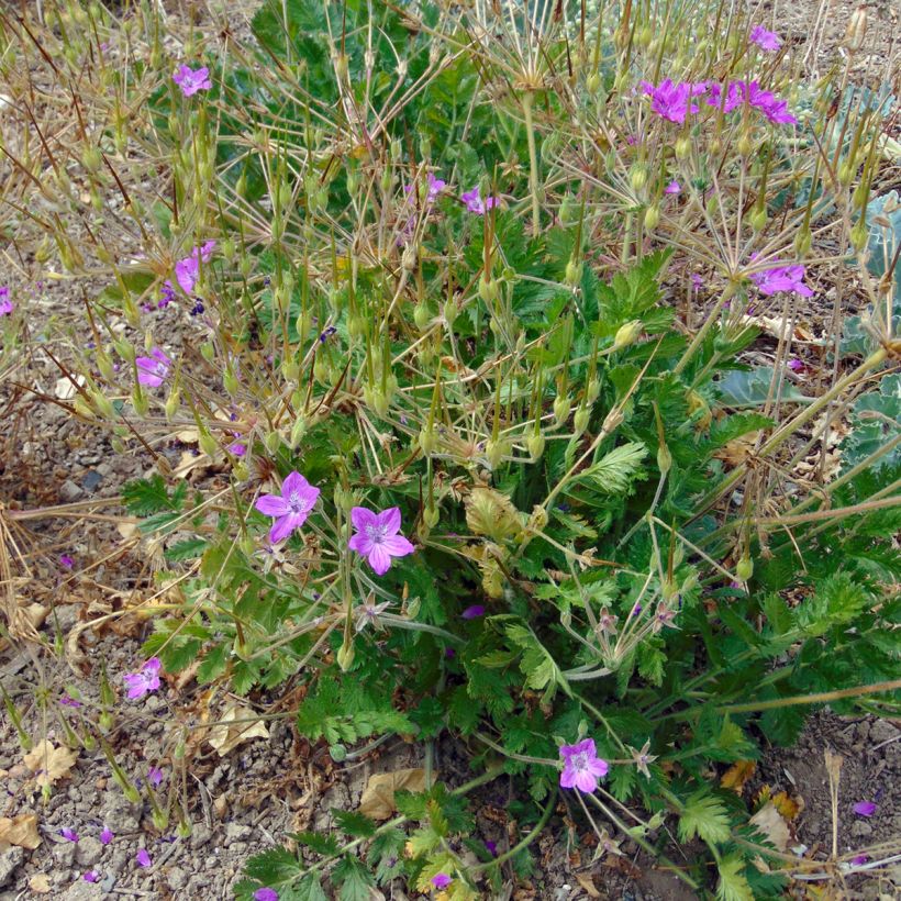 Erodium manescavii - Storksbill (Plant habit)