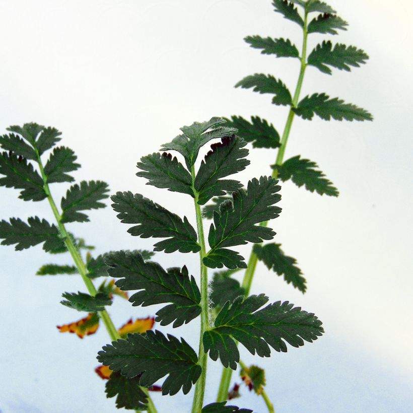 Erodium manescavii - Storksbill (Foliage)