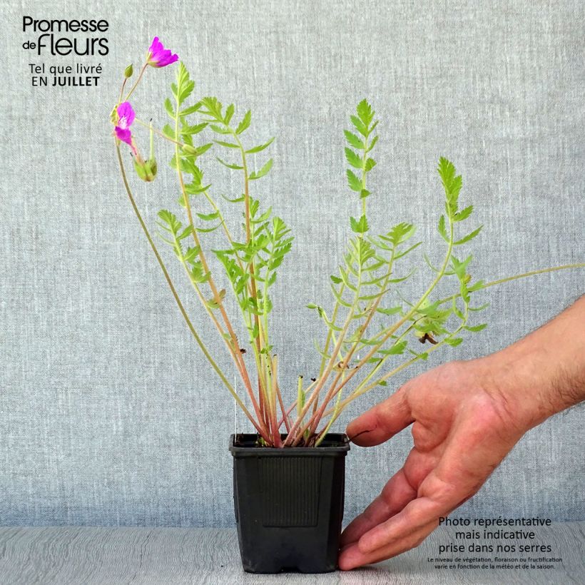 Erodium manescavii - Storksbill 8/9 cm pot sample as delivered in summer