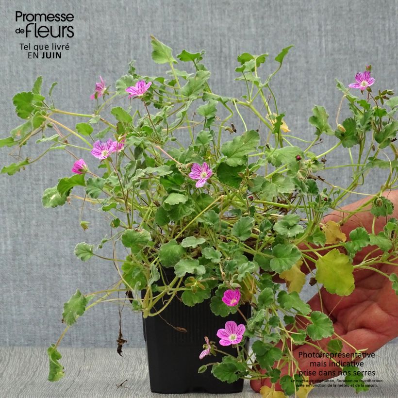 Erodium Bishops Form - Storksbill 8/9 cm pot sample as delivered in summer