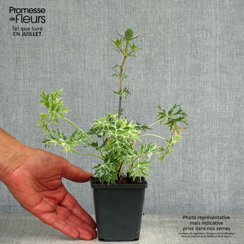 Eryngium Lapis Blue - Panicaut maritime 8/9 cm pot sample as delivered in summer