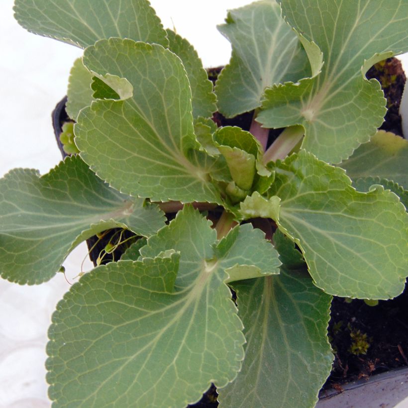 Eryngium Tiny Jackpot (Foliage)