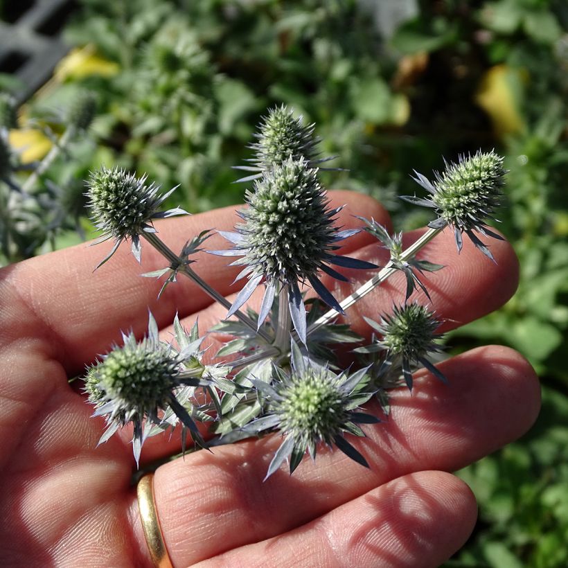 Eryngium Tiny Jackpot (Flowering)