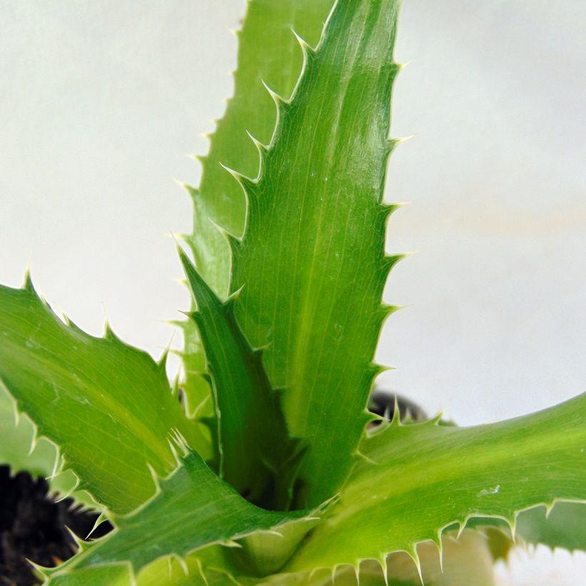 Eryngium agavifolium (Foliage)