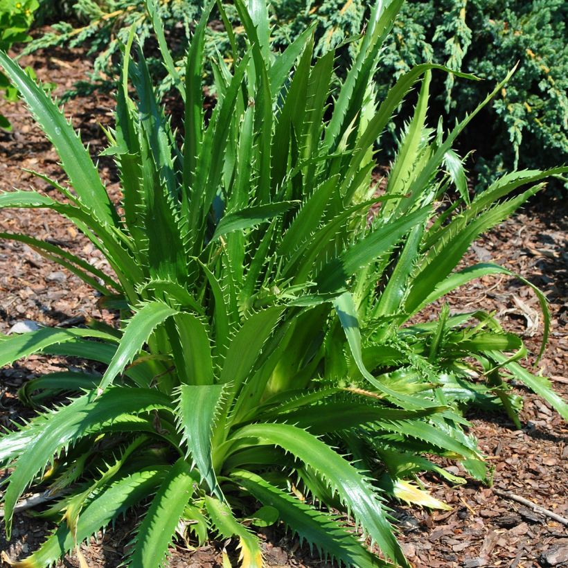 Eryngium agavifolium (Plant habit)