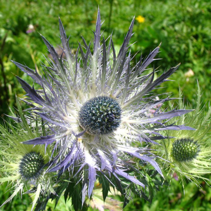 Eryngium alpinum Blue Star (Flowering)