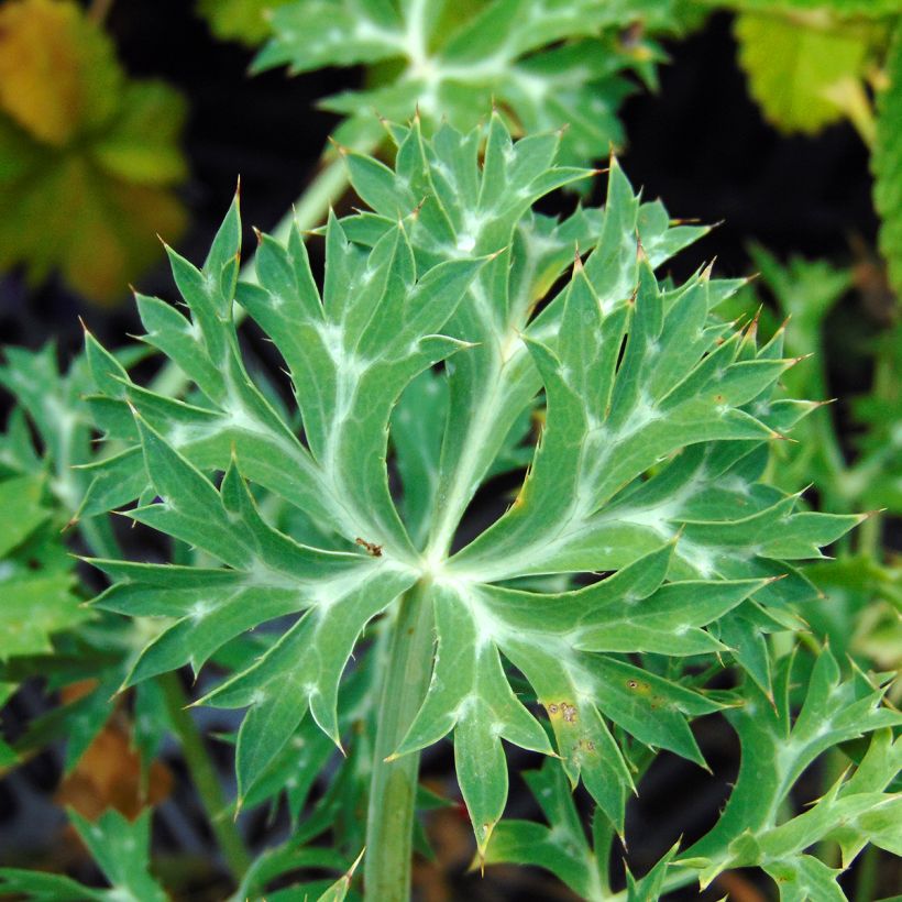 Eryngium bourgatii (Foliage)