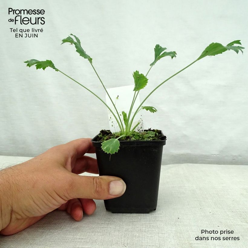 Eryngium bourgatii 8/9 cm pot sample as delivered in summer