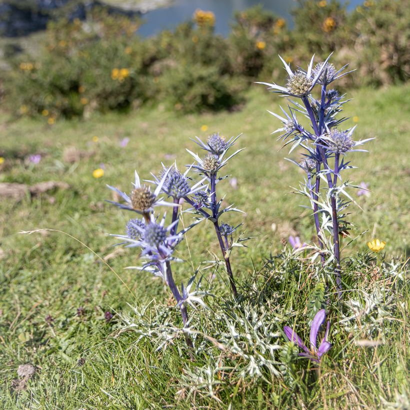 Eryngium bourgatii (Plant habit)