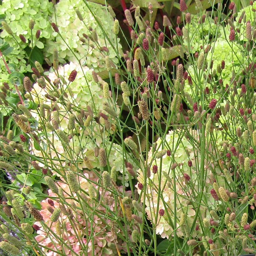 Eryngium ebracteatum var. poterioides (Flowering)