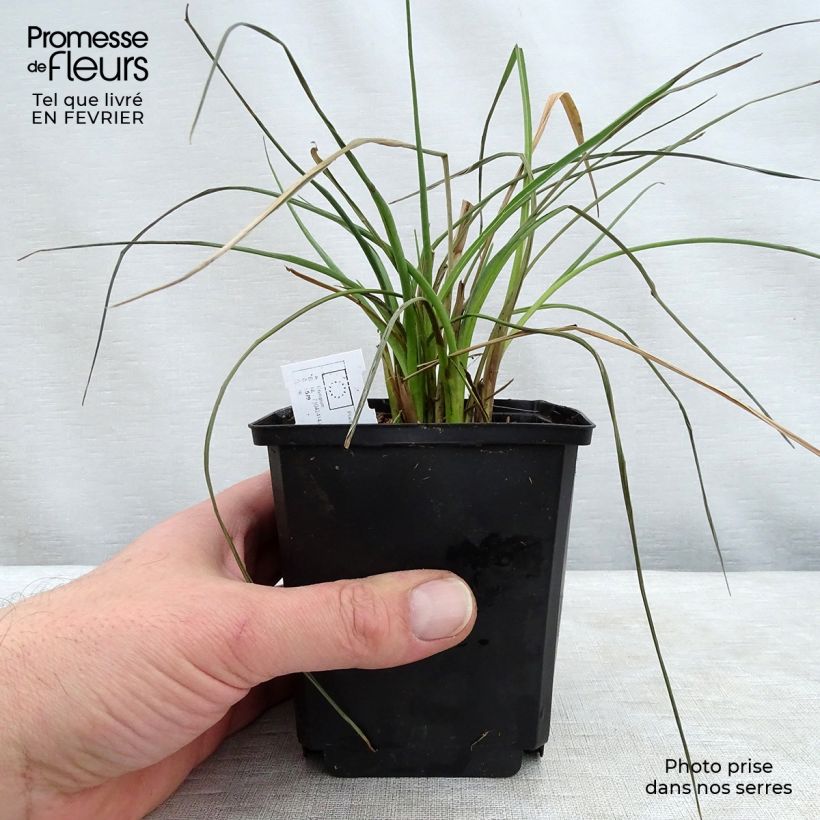 Eryngium ebracteatum var. poterioides 2L/3L pot sample as delivered in winter
