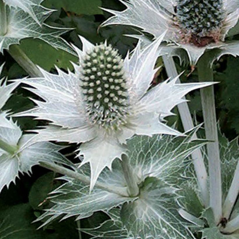 Eryngium giganteum (Flowering)