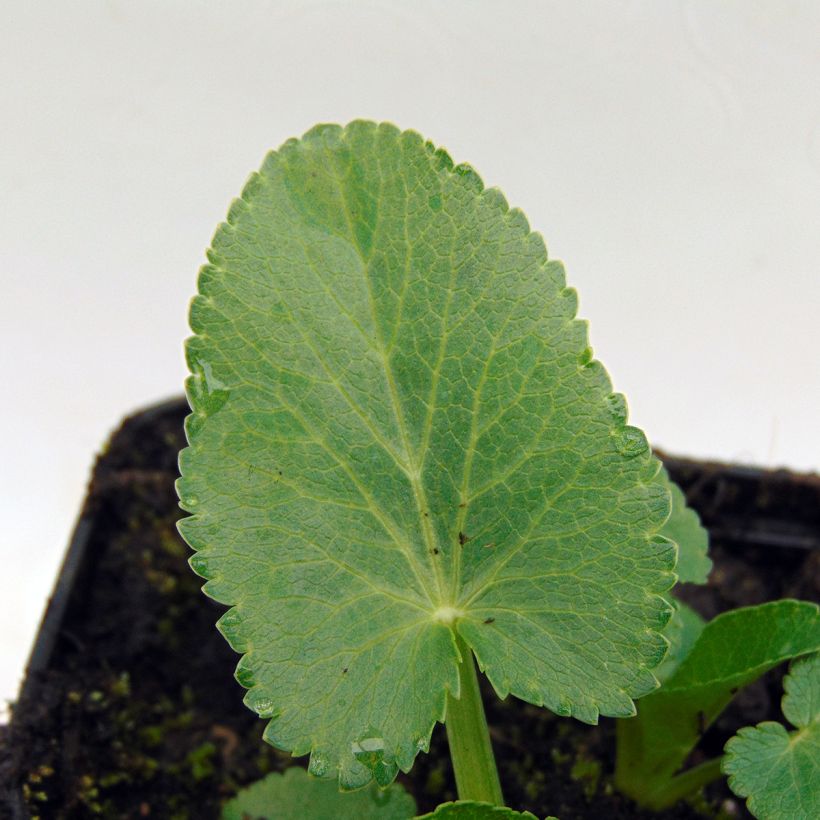 Eryngium giganteum (Foliage)