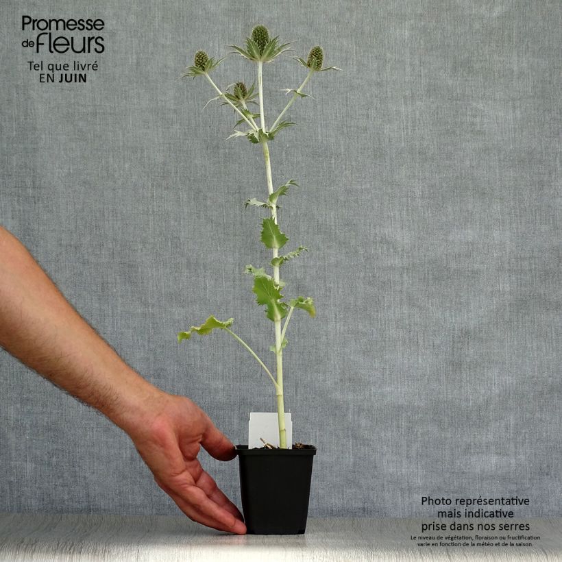 Eryngium giganteum 8/9 cm pot sample as delivered in summer