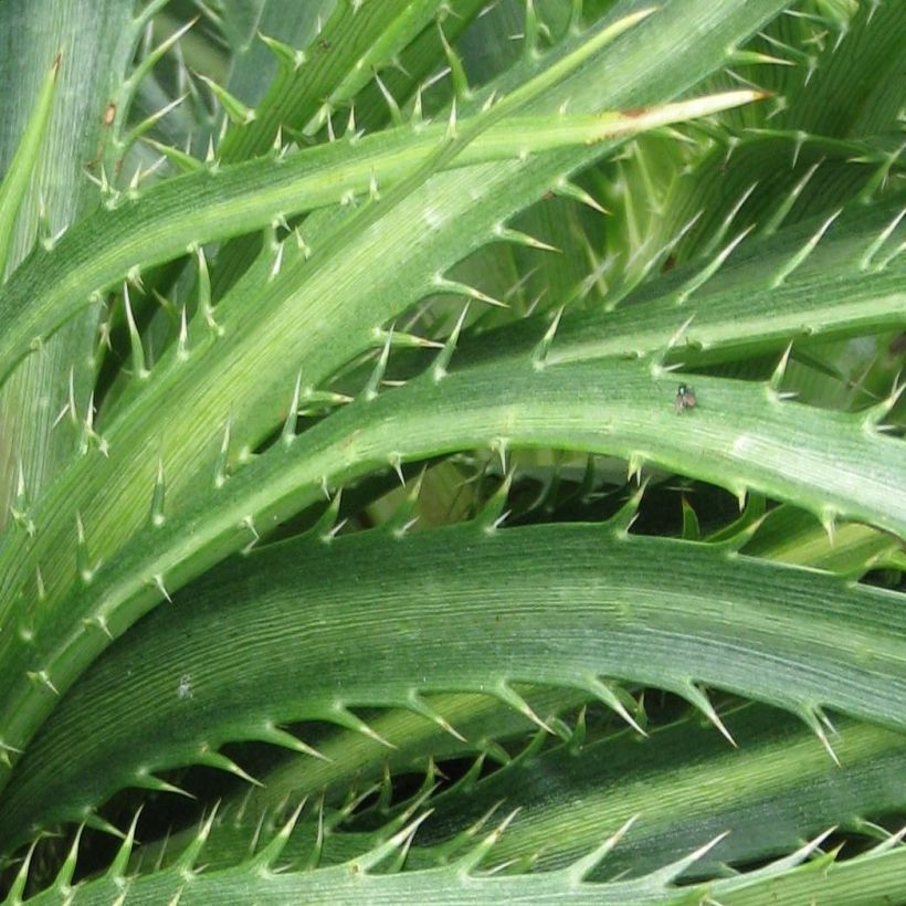 Eryngium horridum (Foliage)