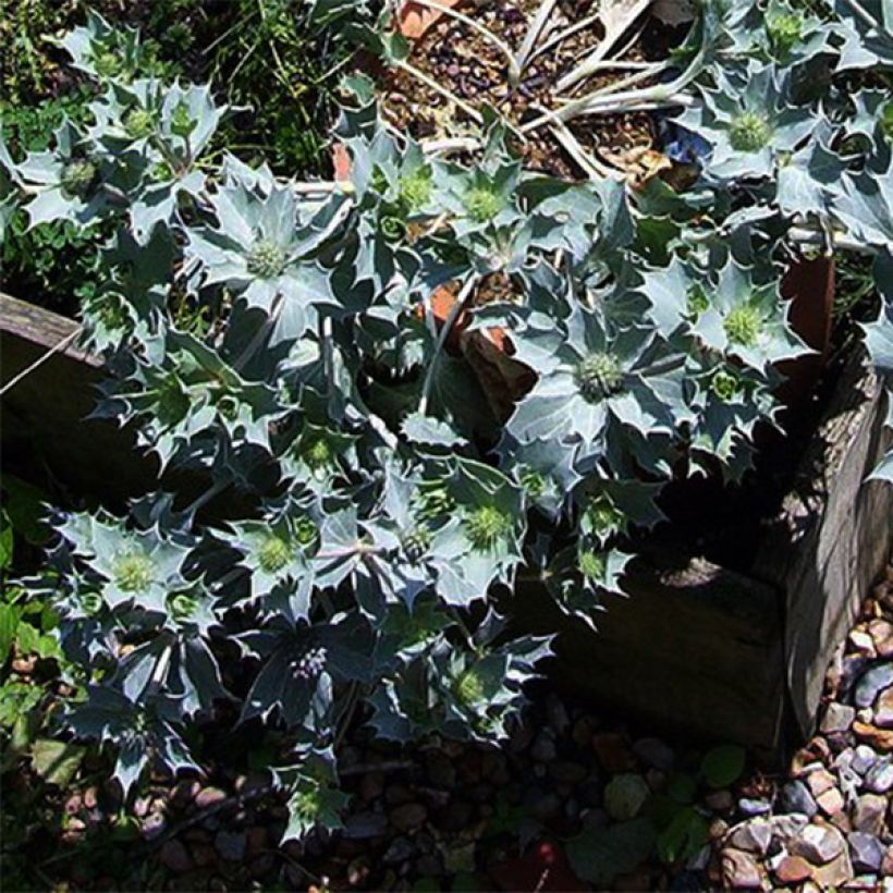 Eryngium maritimum (Plant habit)