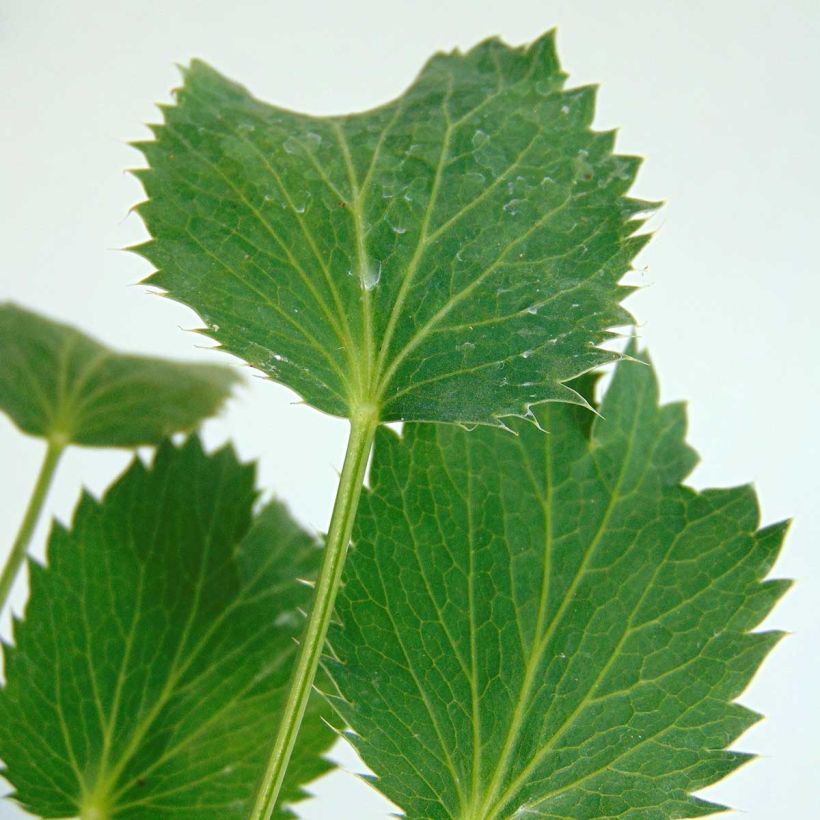 Eryngium oliverianum (Foliage)