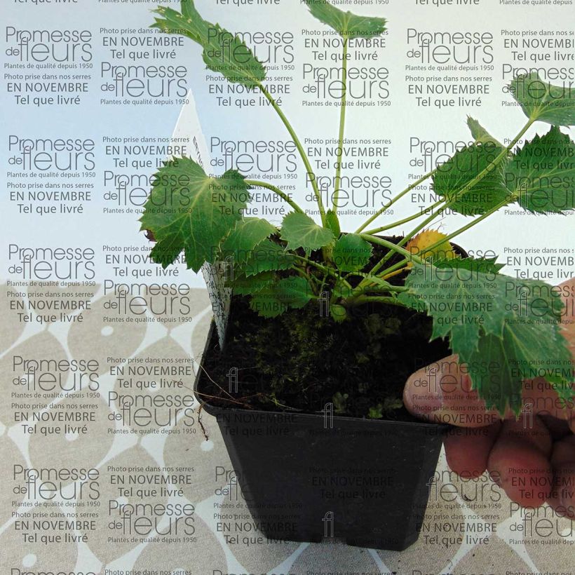 Example of Eryngium oliverianum 8/9 cm pot specimen as delivered