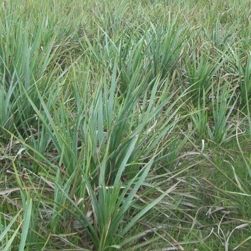 Eryngium pandanifolium (Plant habit)