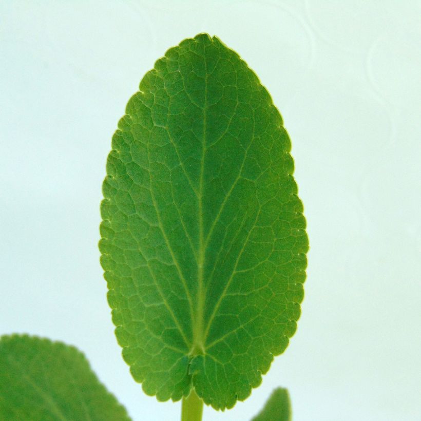 Eryngium planum Blauer Zwerg (Foliage)