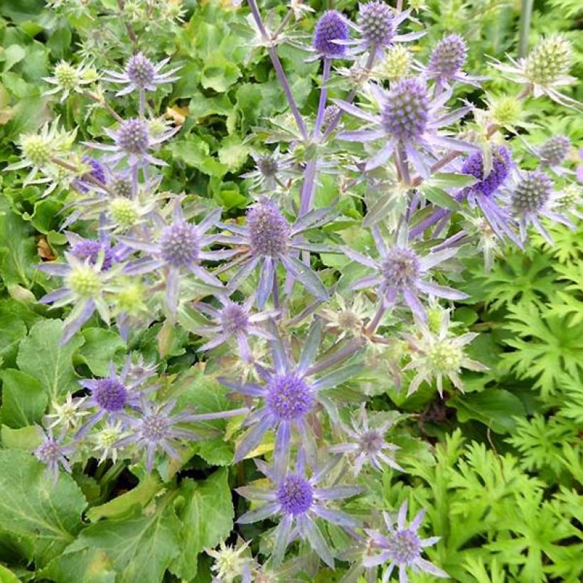 Eryngium planum Blue Hobbit (Flowering)