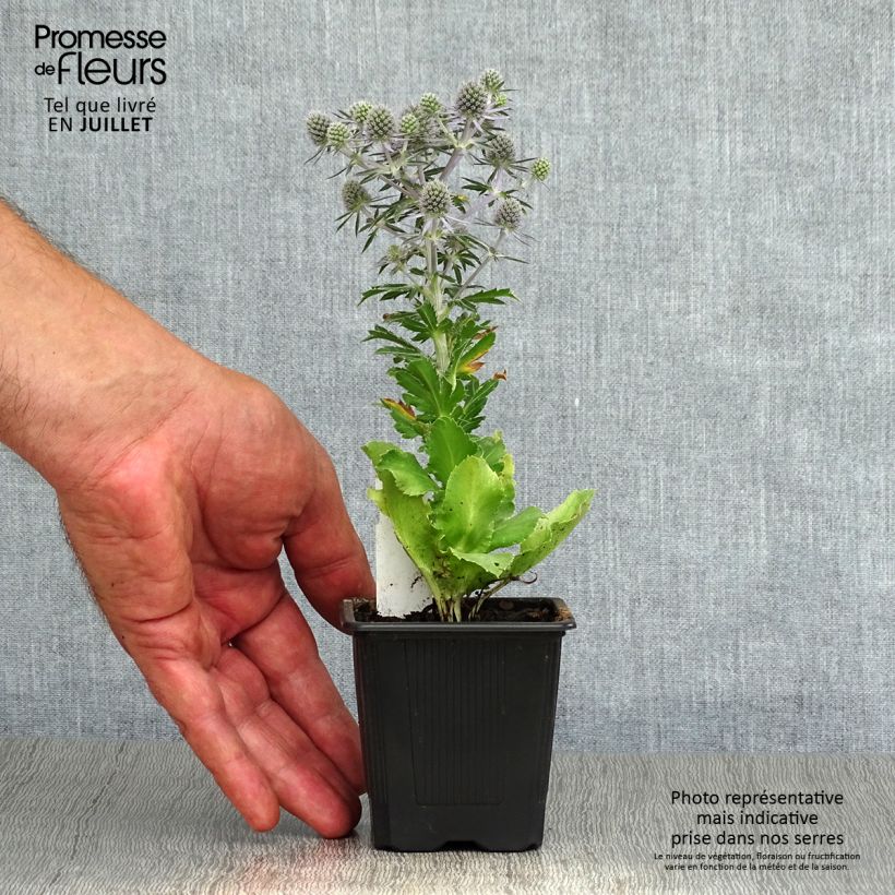Eryngium planum Blue Hobbit 8/9 cm pot sample as delivered in summer