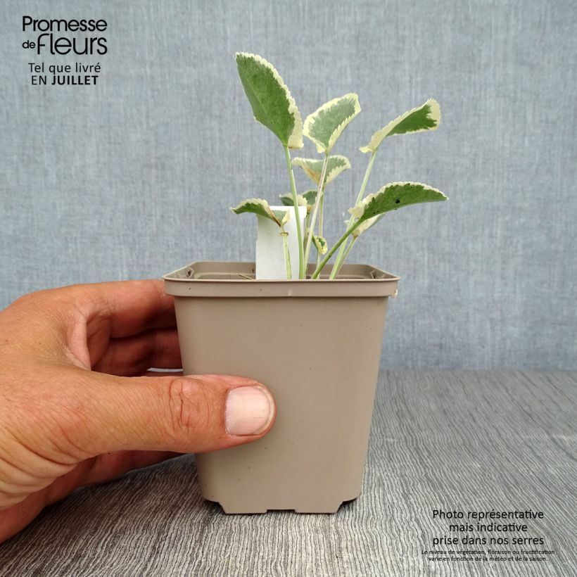 Eryngium planum Jade Frost 8/9 cm pot sample as delivered in summer