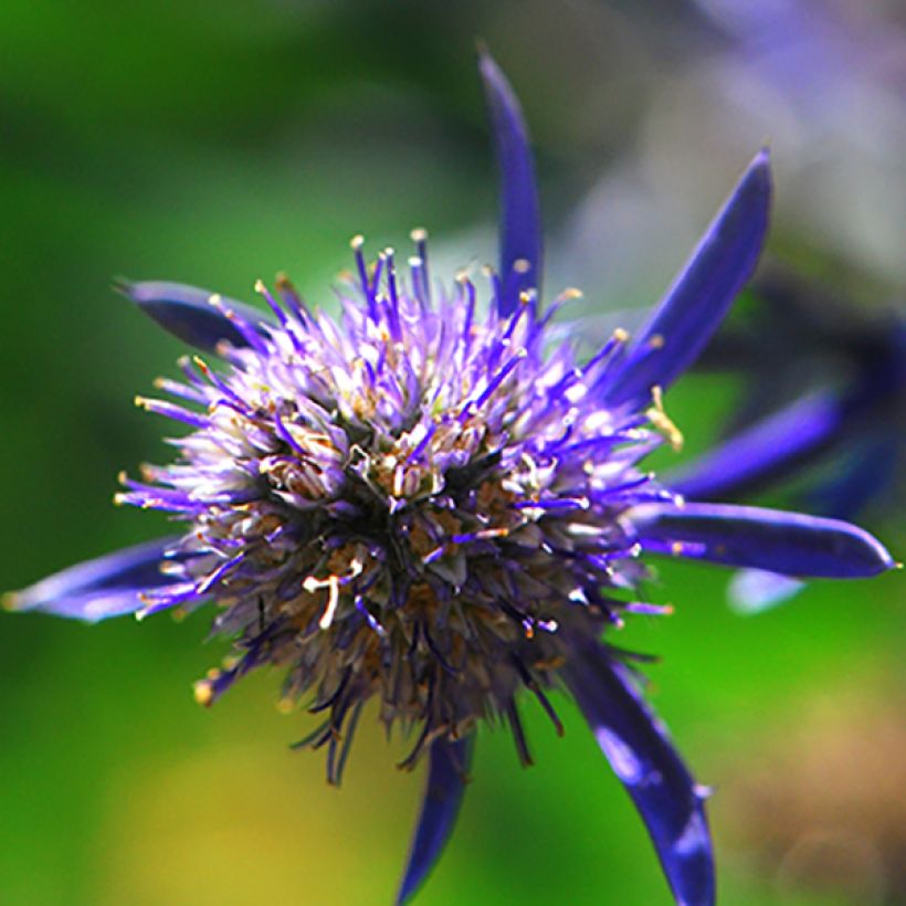 Eryngium planum Jade Frost (Flowering)