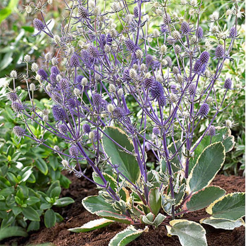 Eryngium planum Jade Frost (Plant habit)