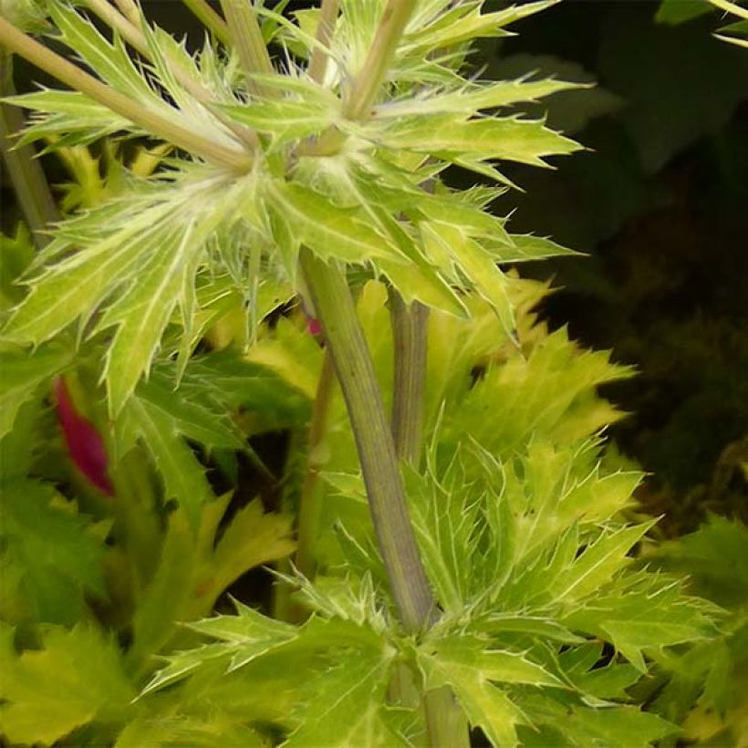 Eryngium planum Neptunes Gold (Foliage)