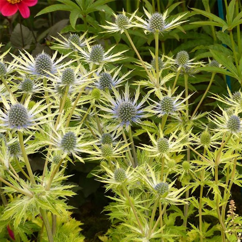 Eryngium planum Neptunes Gold (Plant habit)