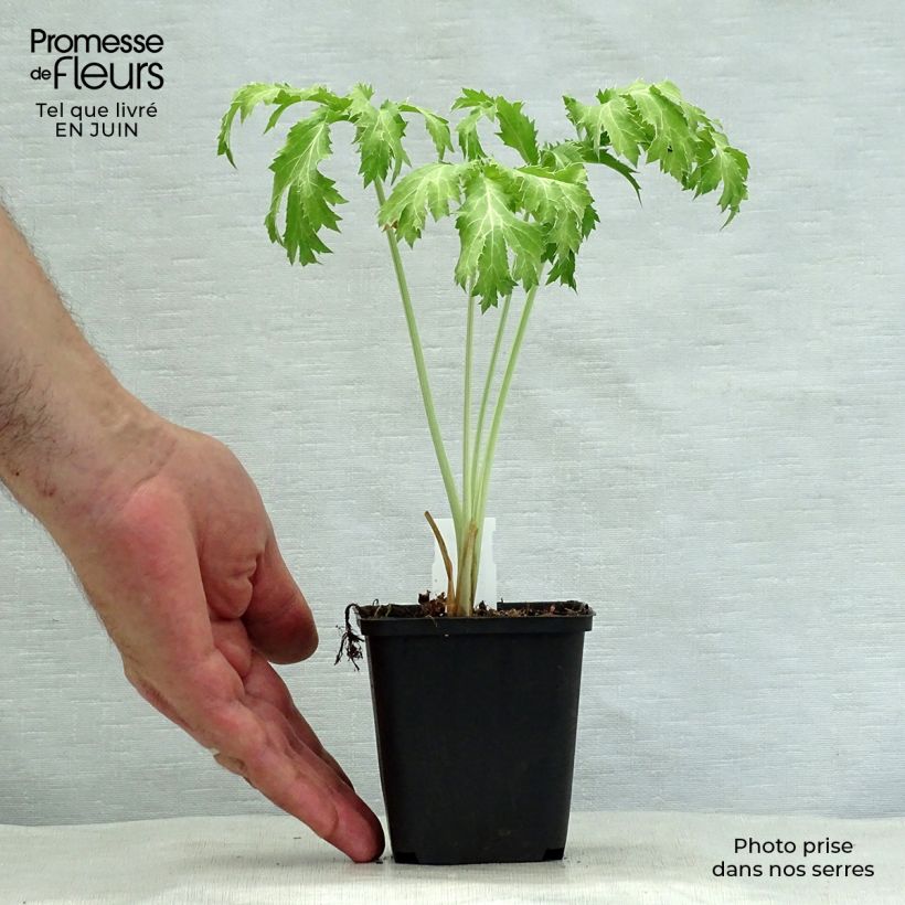 Eryngium planum Neptunes Gold 8/9 cm pot sample as delivered in summer