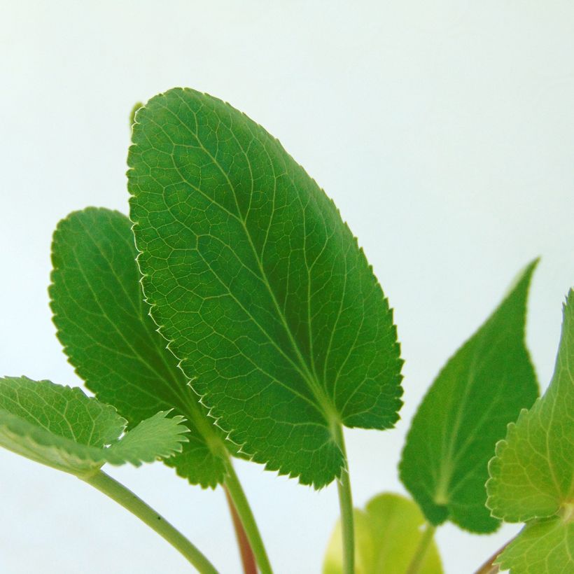 Eryngium planum (Foliage)