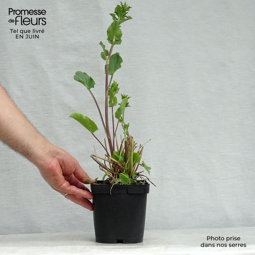 Eryngium planum 2L/3L pot sample as delivered in summer