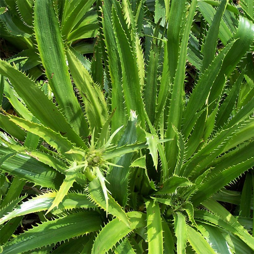Eryngium serra (Foliage)