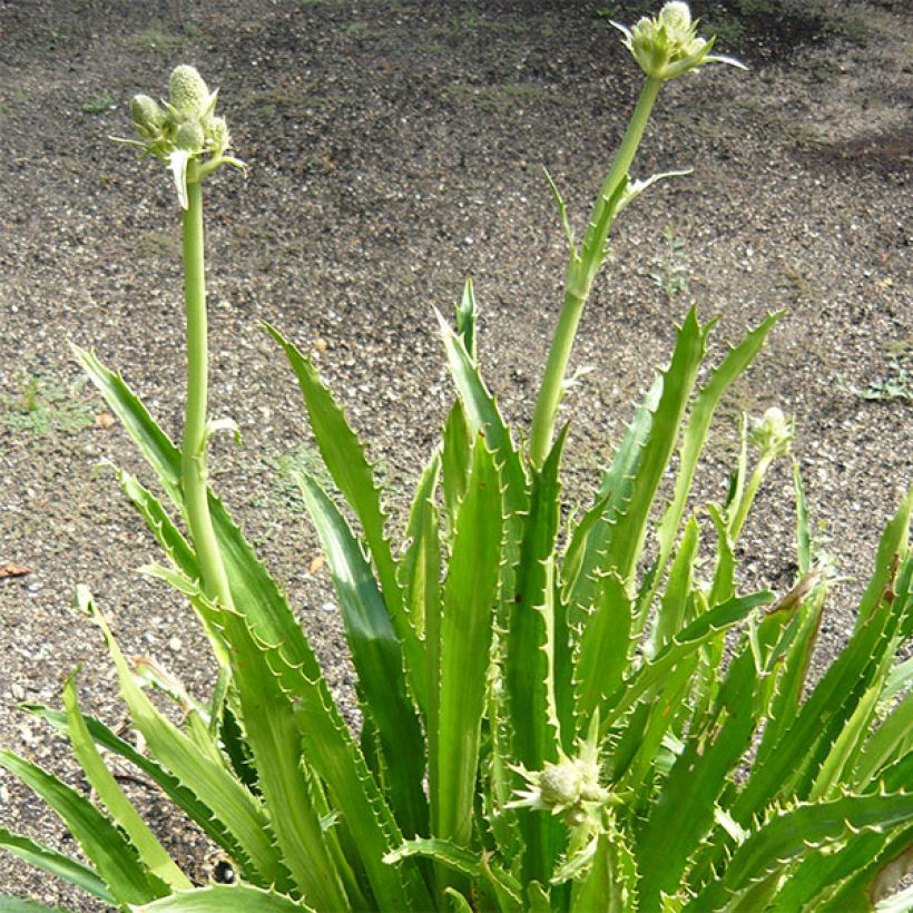 Eryngium serra (Plant habit)