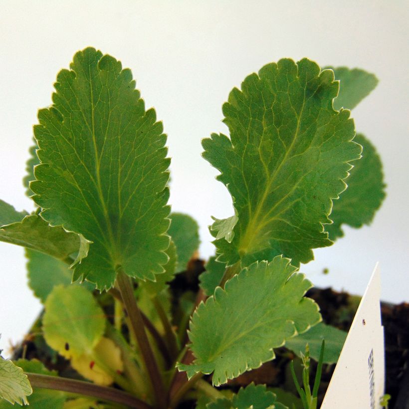 Eryngium tripartitum (Foliage)