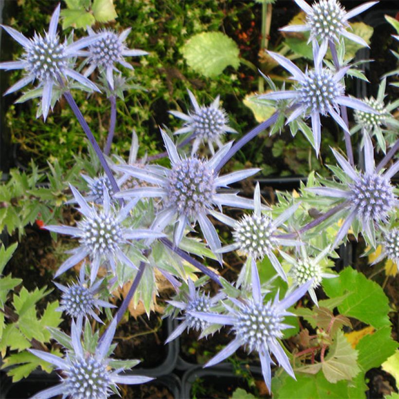 Eryngium tripartitum (Flowering)