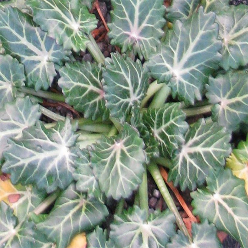 Eryngium variifolium (Foliage)