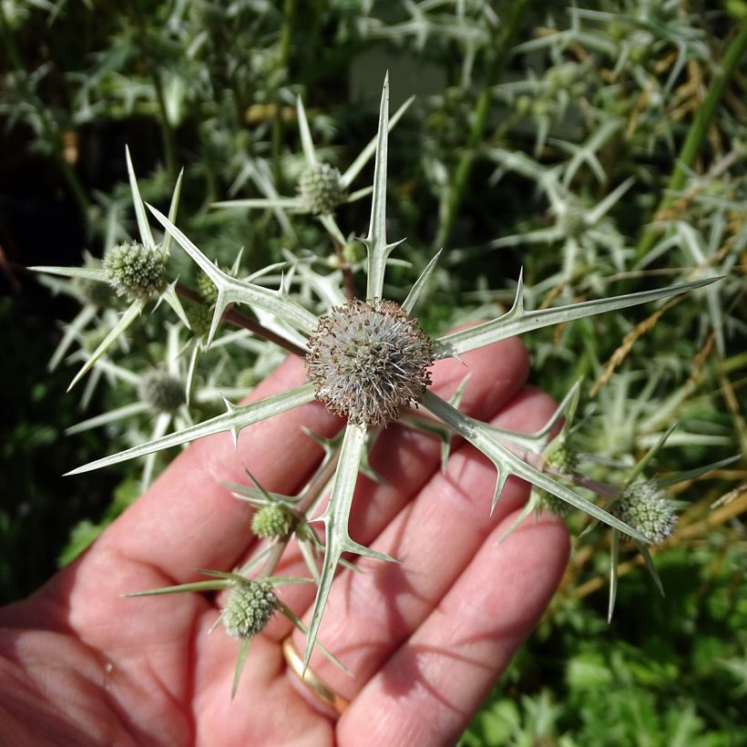 Eryngium variifolium (Flowering)