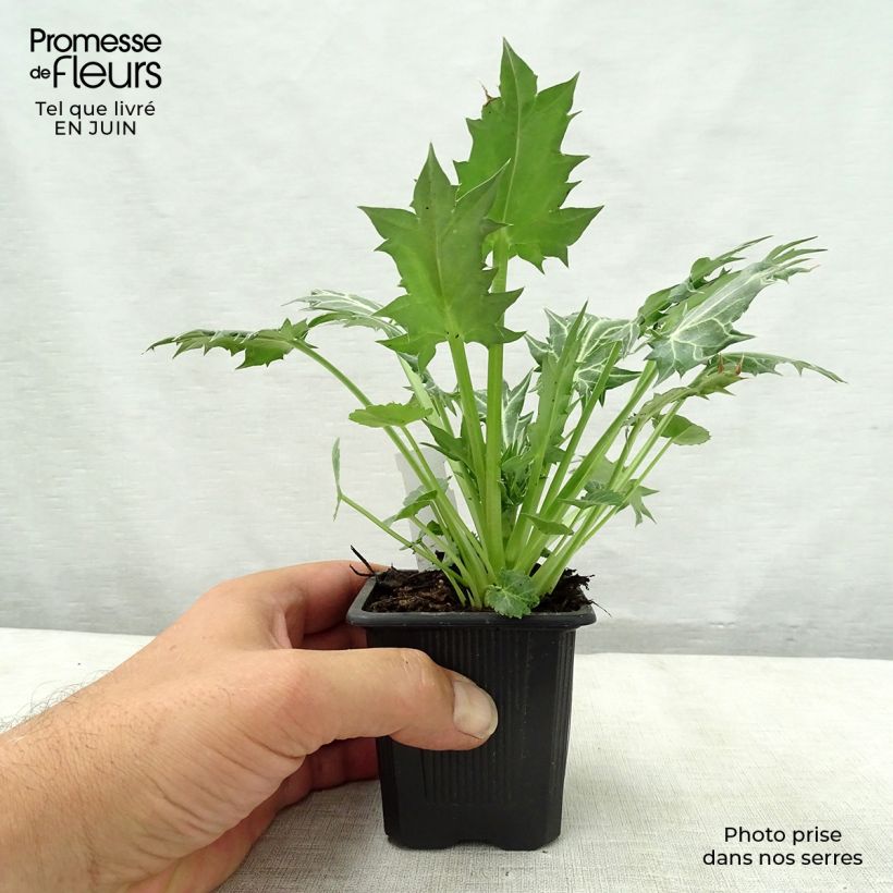 Eryngium variifolium 8/9 cm pot sample as delivered in summer