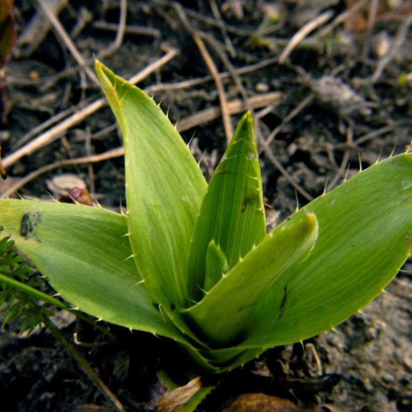 Eryngium yuccifolium (Foliage)