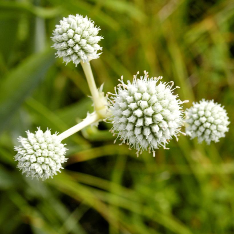Eryngium yuccifolium (Flowering)