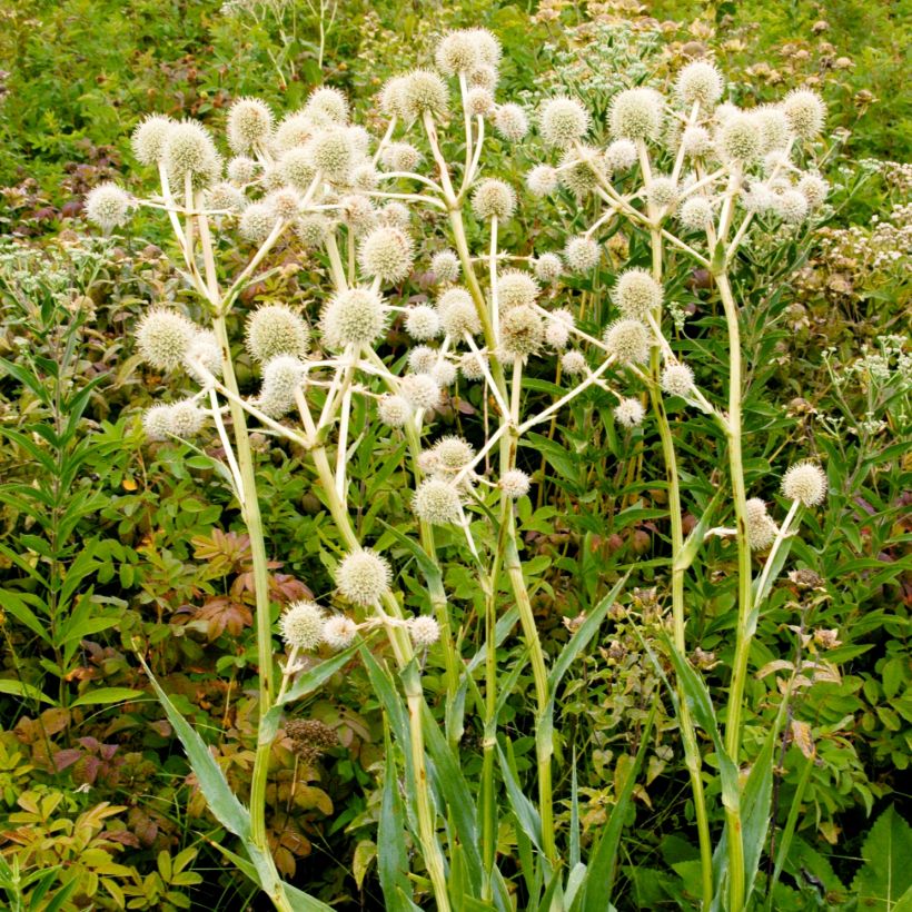 Eryngium yuccifolium (Plant habit)