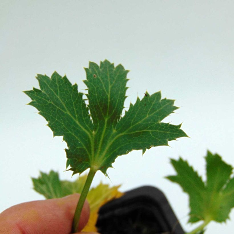 Eryngium zabelii Big Blue (Foliage)