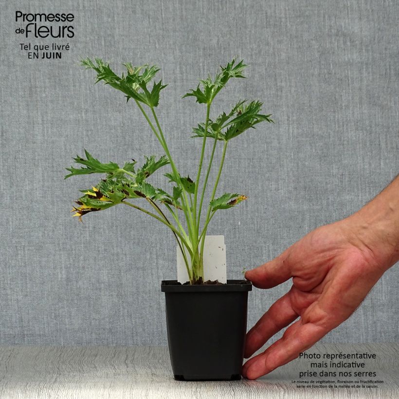 Eryngium zabelii Big Blue 8/9 cm pot sample as delivered in summer